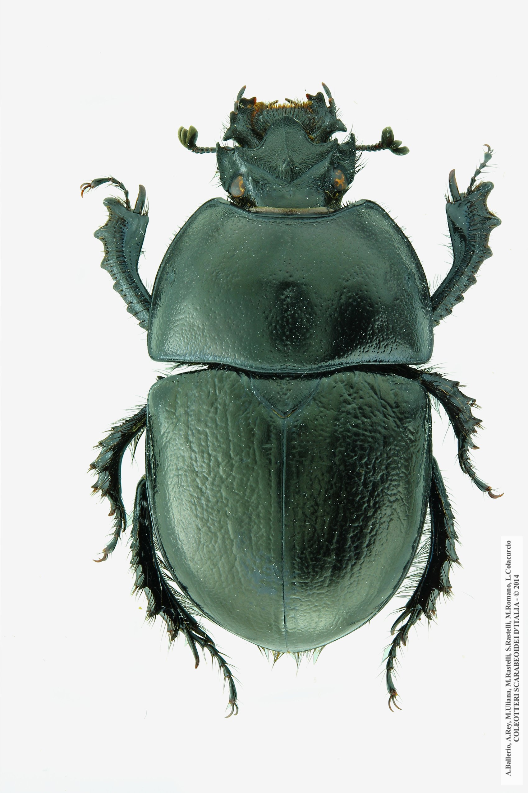 Geotrupes  douei, maschio 